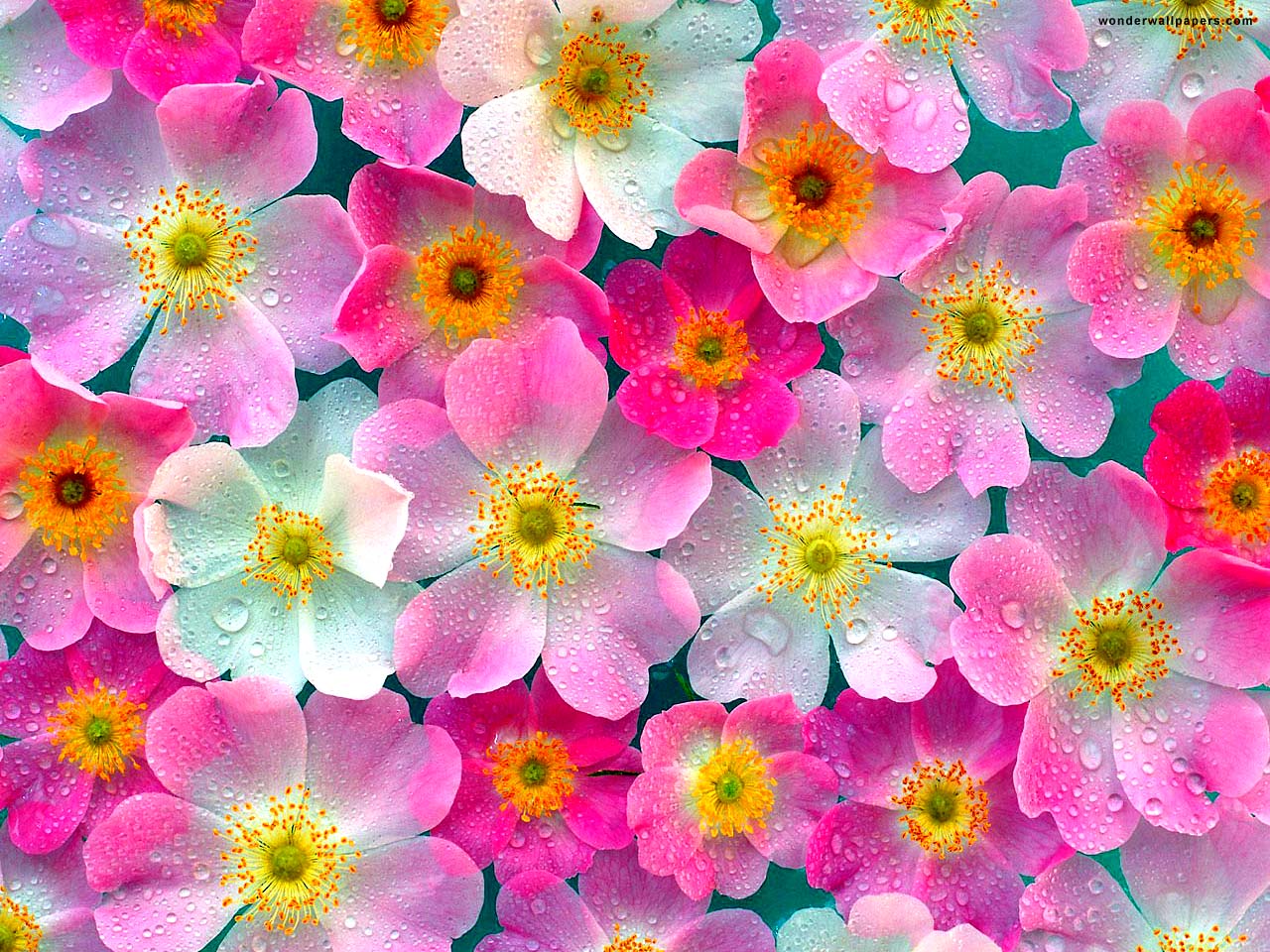 Flower Full Hd Images Found On Bing From Pixelstalk Net Beautiful