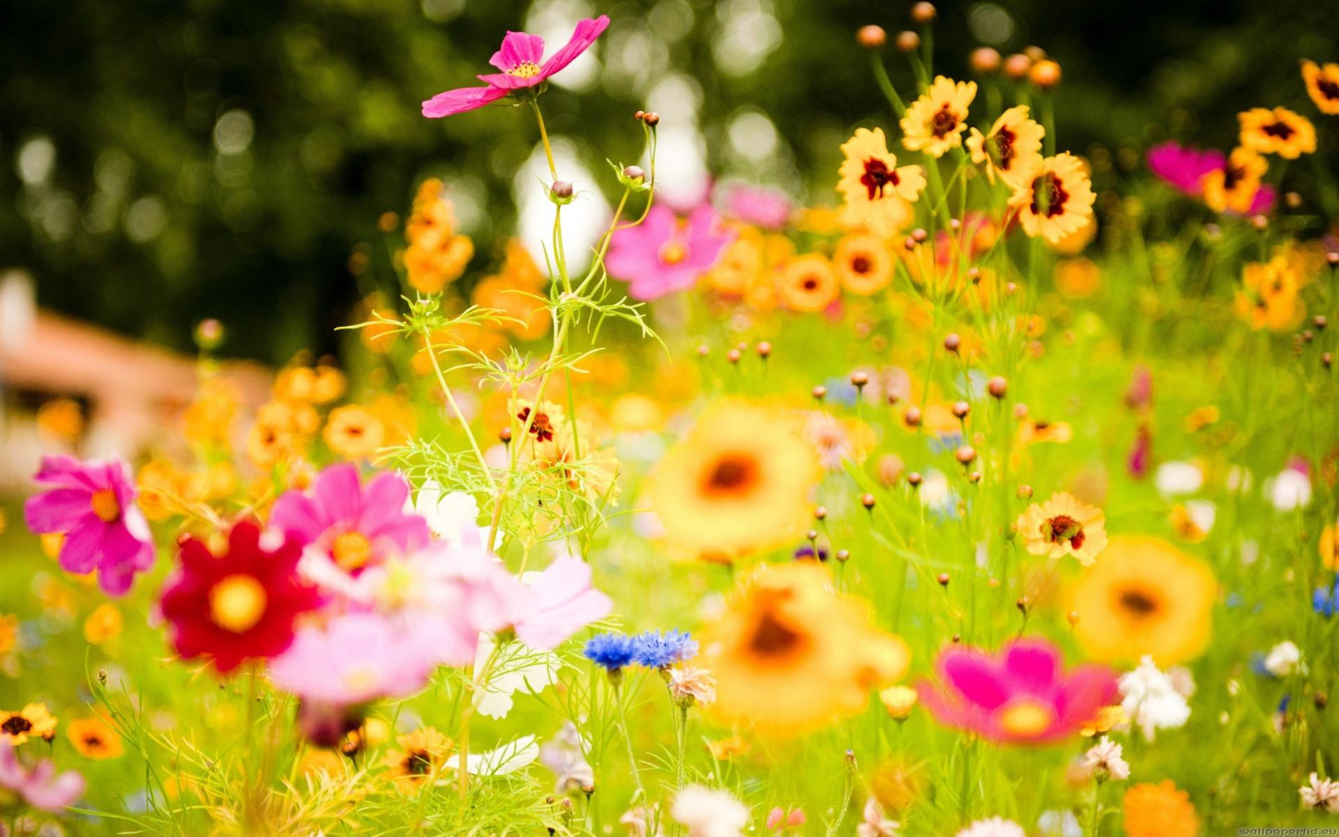 Download Colorful Flower Wallpaper | HD Wallpapers Range