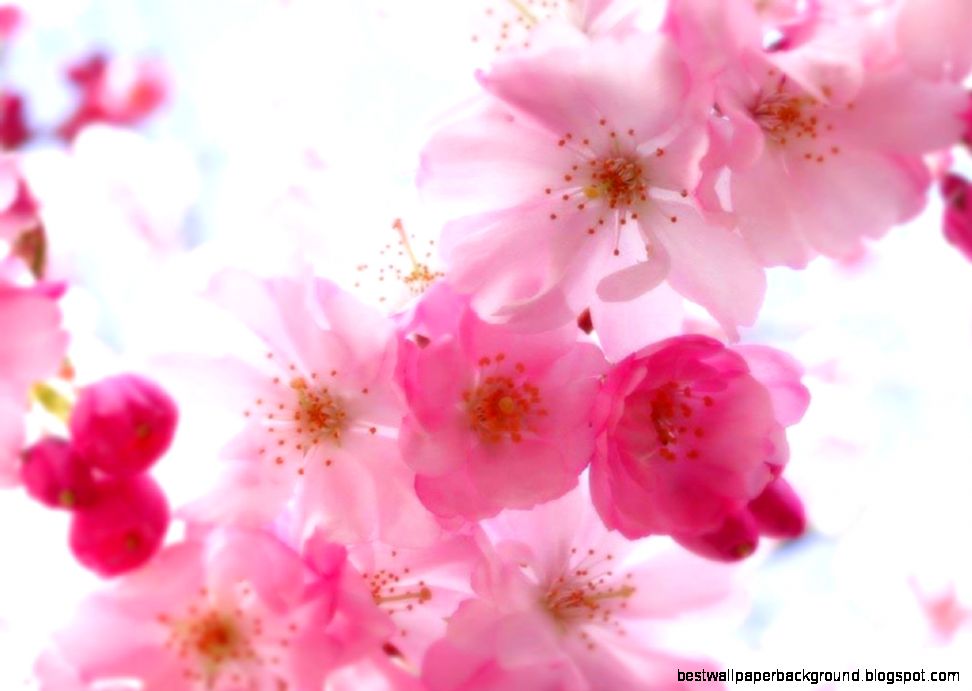 Beautiful Flowers Wallpaper For Desktop | Best Wallpaper Background