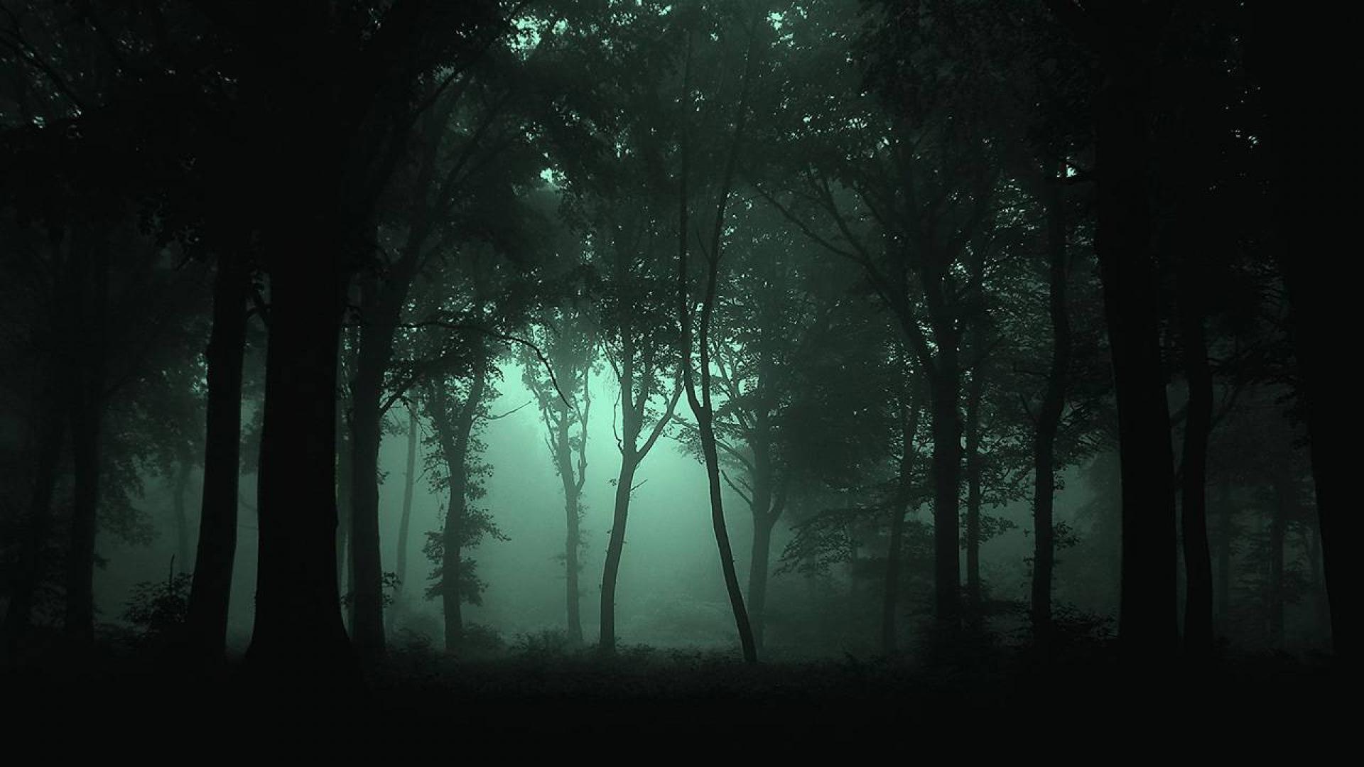 Dark Forest Desktop Background Wallpaper with High Resolution