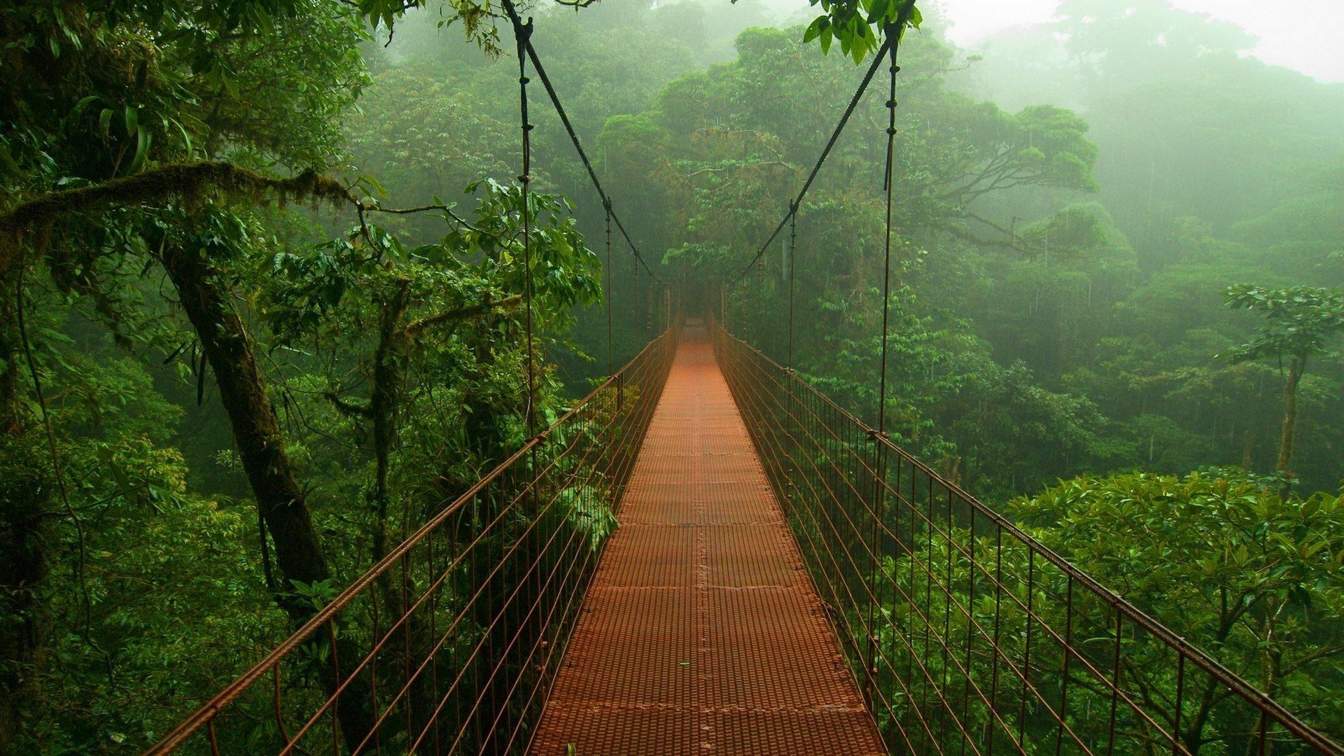 Bridge in the forests of the Amazon wallpapers and images ...