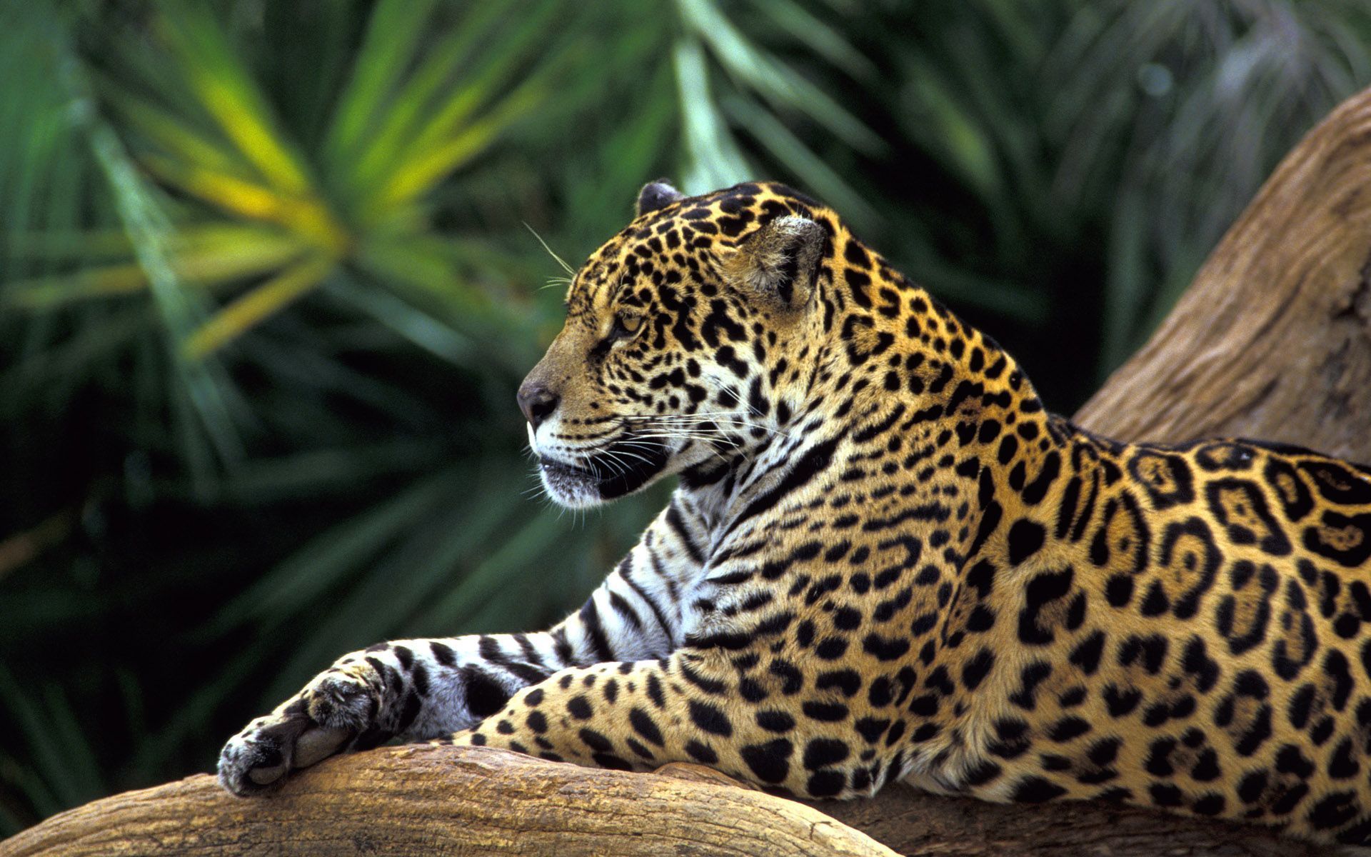 Jaguar in Amazon Rainforest Wallpapers | HD Wallpapers