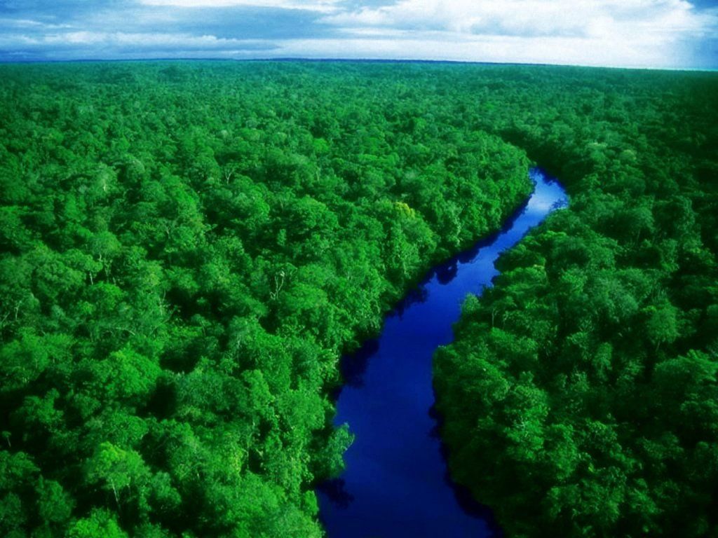 Green Amazon Forest 1024x768 Wallpapers,Amazon Forest 1024x768 ...