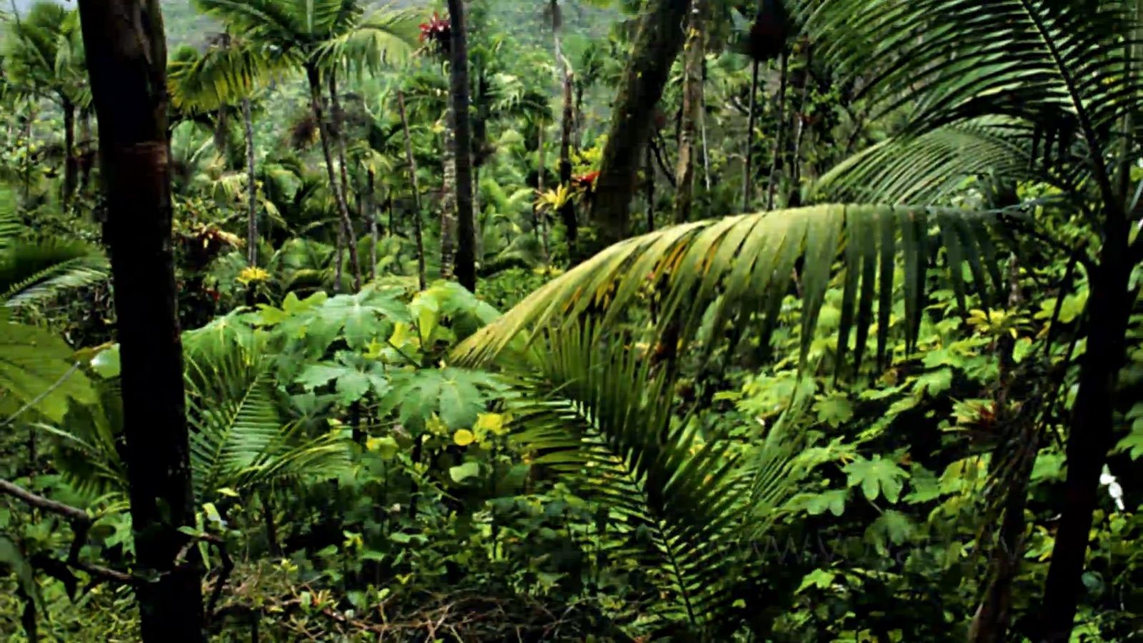 Landscape of amazon rainforest in autumn HD wallpaper - Landscape ...