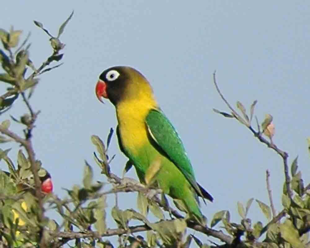 Free wallpaper Yellow collared lovebird in Amazon forest