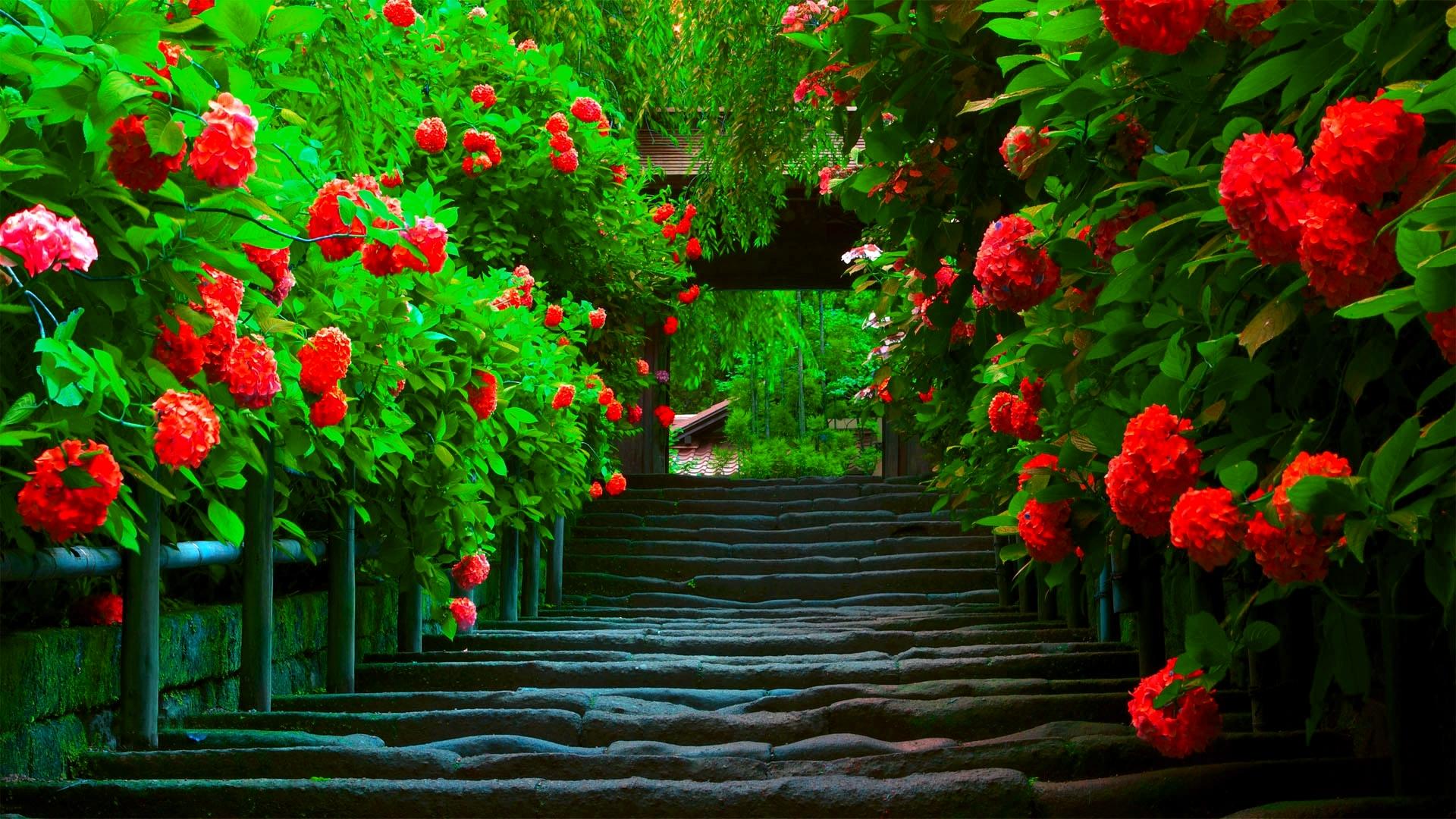 Excellent Wooden Pathway Wallpaper Full HD Pictures