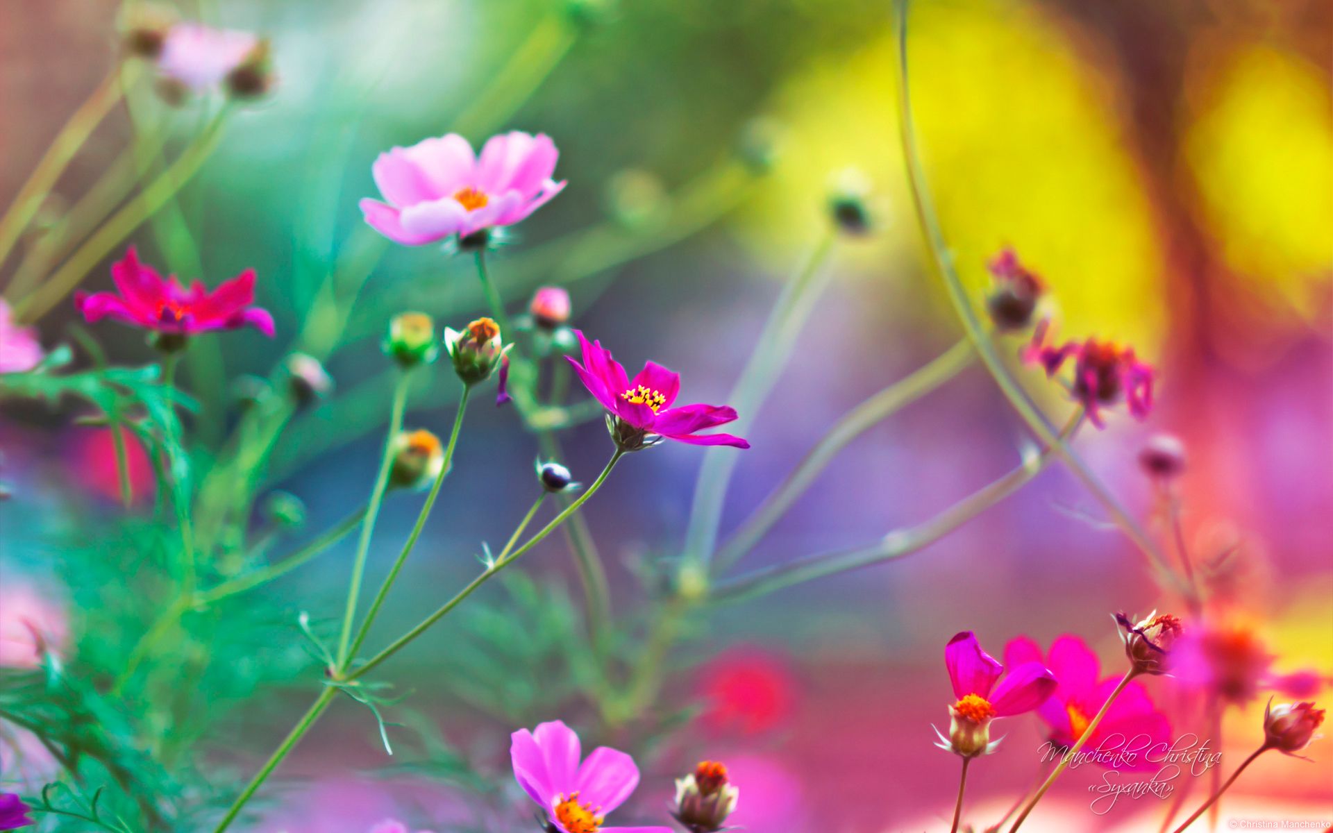 An excellent flower wallpaper for Windows 8 HD Backgrounds