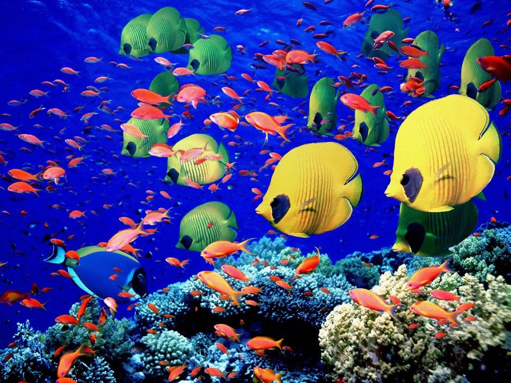 Tropical fish school wallpaper | Wallpaper Wide HD