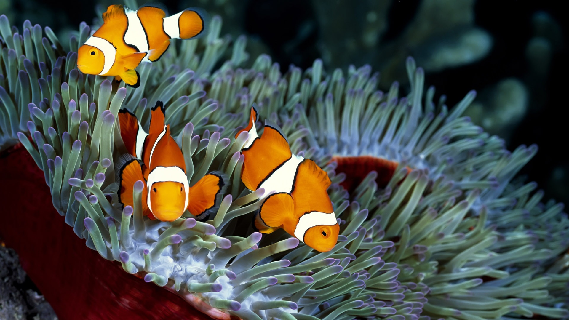 Wallpaper With A Orange Tropical Fish Hd Orange Fish Wallpapers