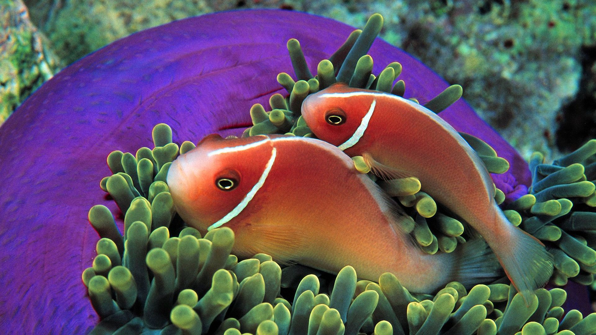 Tropical Fish 1920x1080 Wallpapers,Sea Life 1920x1080 Wallpapers ...