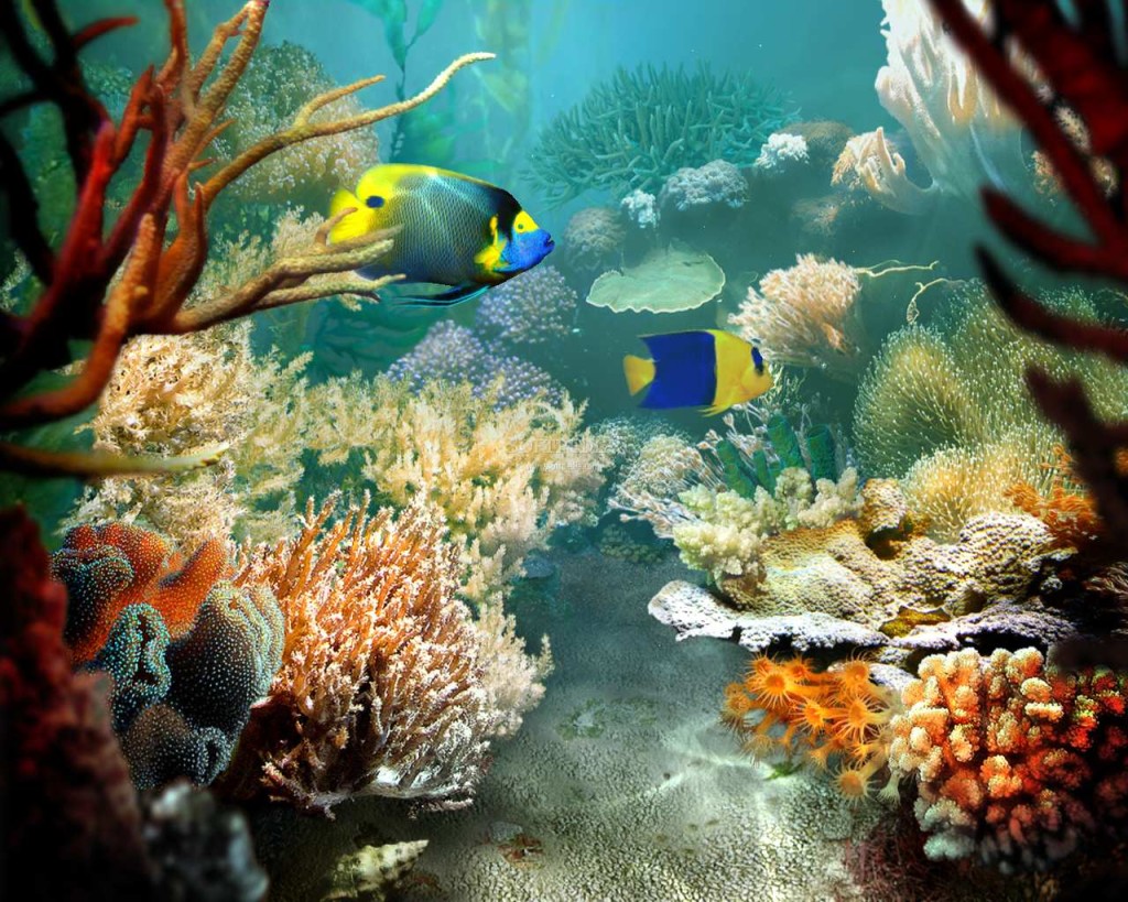 Tropical Fish Live Wallpaper Desktop HD Wallpaper