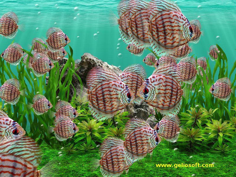 Moving Discus Fish Screensaver and Free Wallpaper