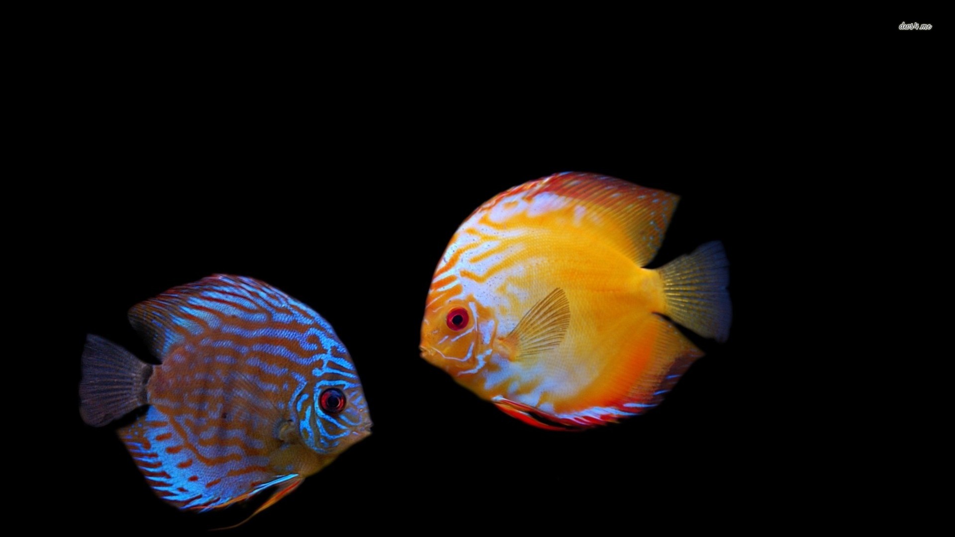 Fish Wallpapers For Desktop Free Download FRT | Pretty Wallpapers HD