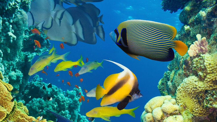 Ocean, Marine Life, Coral, Colorful Tropical Fish Wallpaper ...