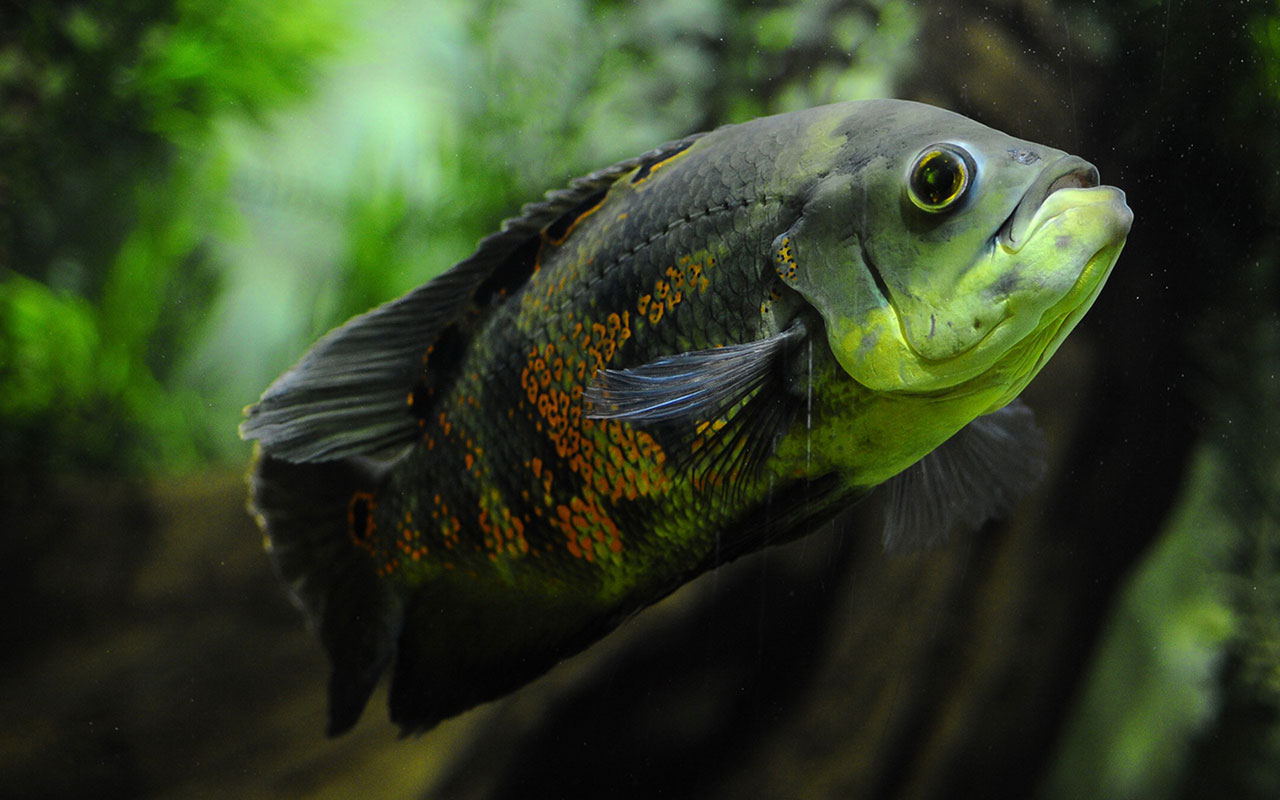 Water wizard: tropical fish photography wallpaper 3 － Animal ...