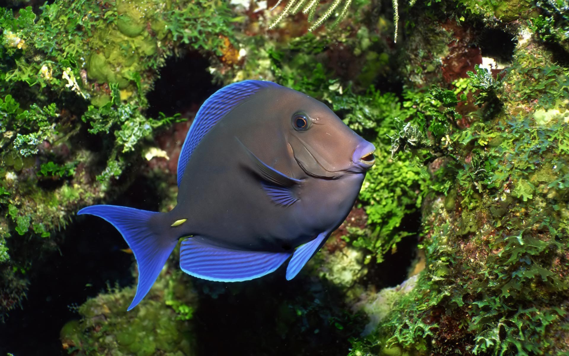 Desktop Wallpaper · Gallery · Animals · Ocean life Tropical fish ...