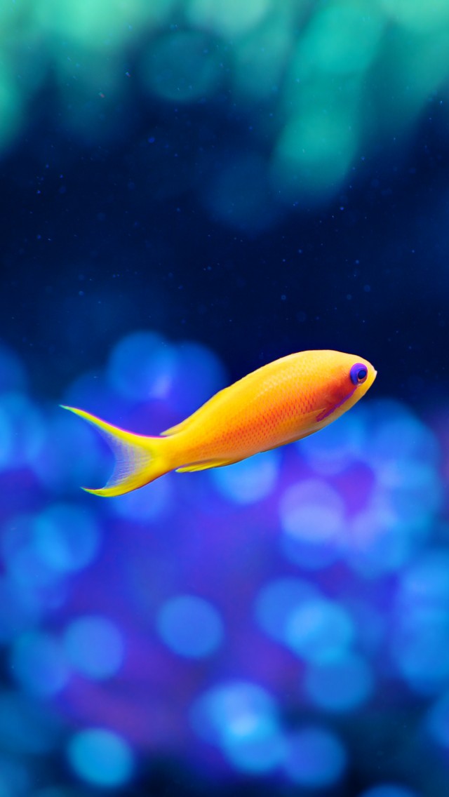Tropical Fishes Wallpapers Hd Hd Golden Tropical Fish Hd Iphone ...