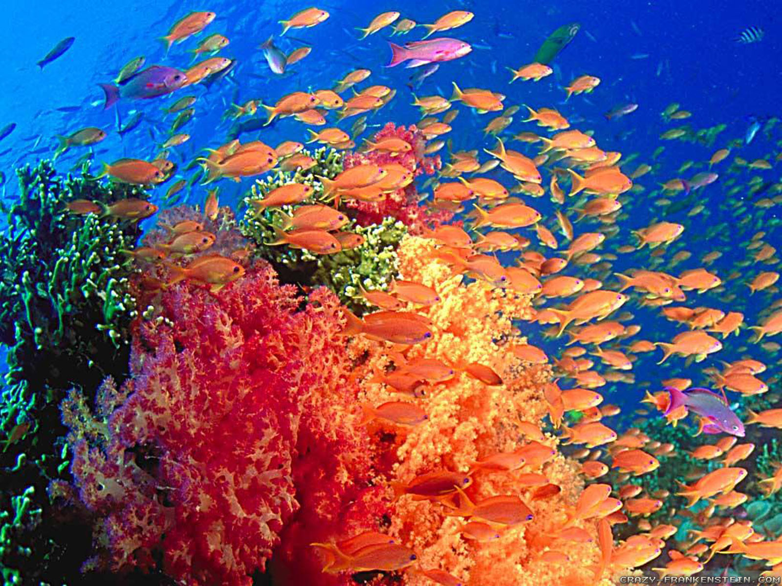Tropical Island With Fish Wallpaper for Desktop - Uncalke.com