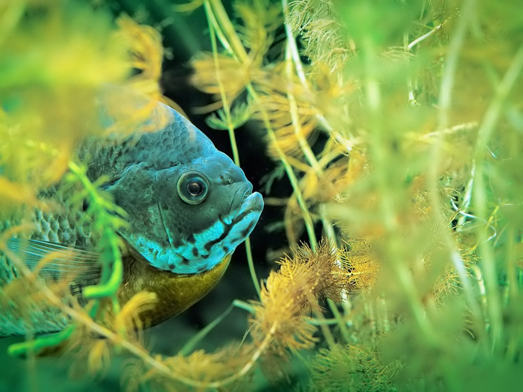 Desktop Wallpaper · Gallery · Animals · Freshwater tropical fish ...
