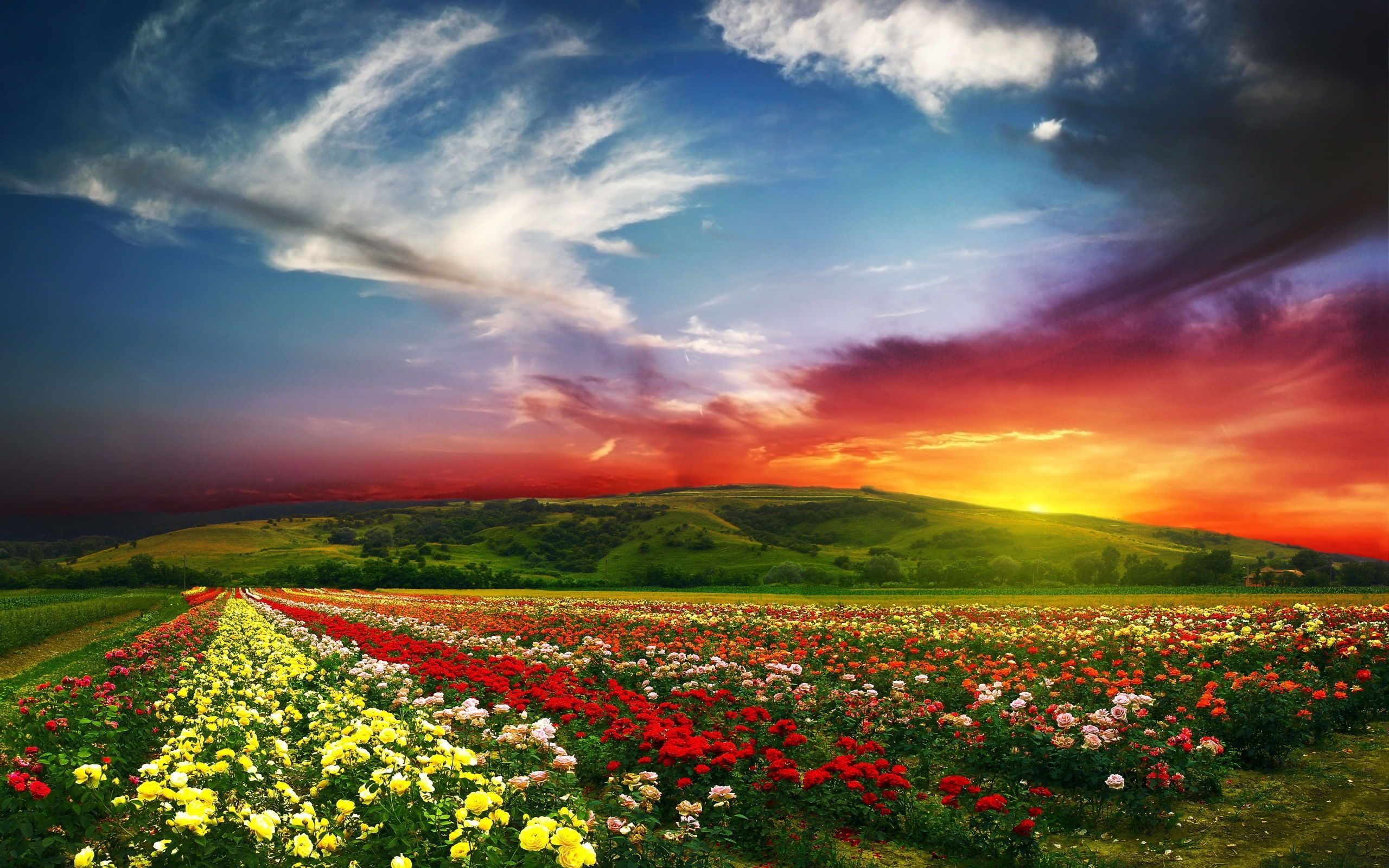 Sunset Field HD Wallpapers Sunset Field Images Cool Backgrounds
