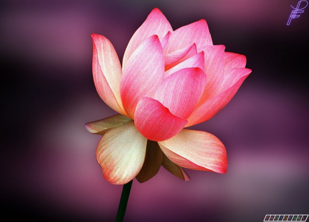 HD Flower Free 2012 Wallpaper Download Of Red Pink And Yellow ...
