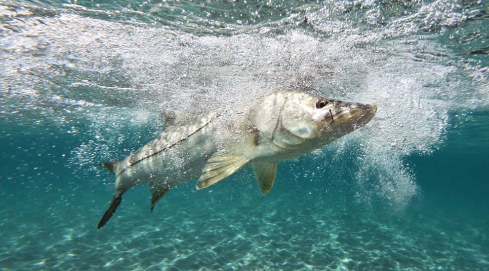 Fishing for Florida's Snook. | FISHTRACK.COM