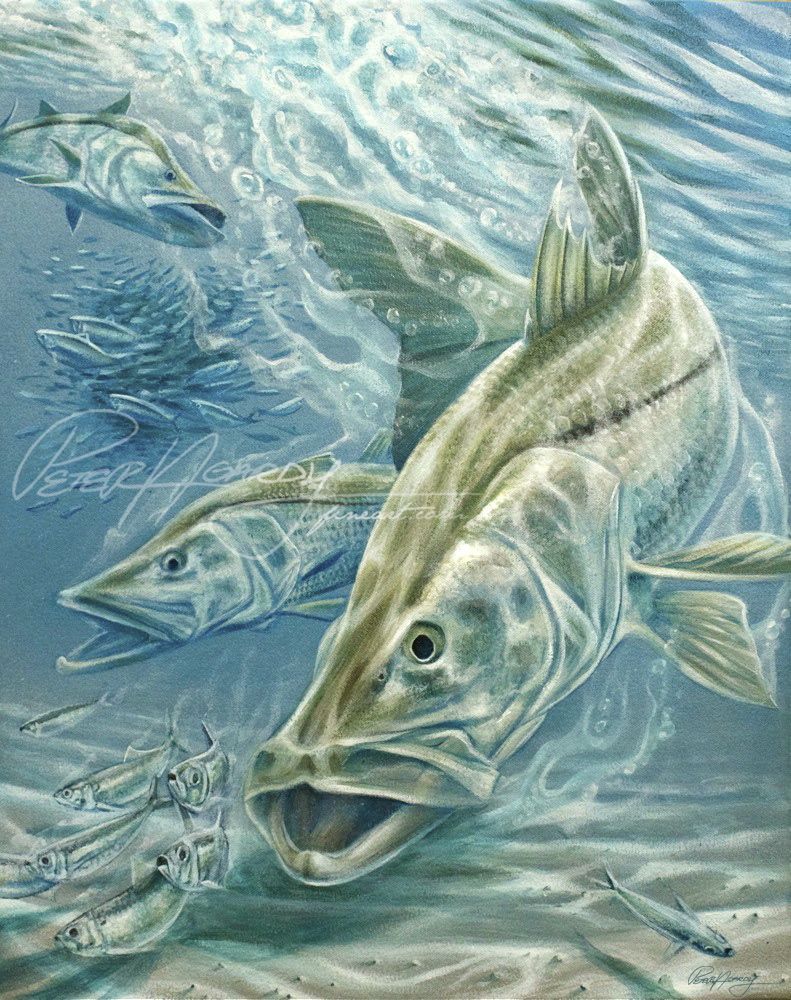 New Painting: “Linesider's Lunch” (Summertime Snook) |