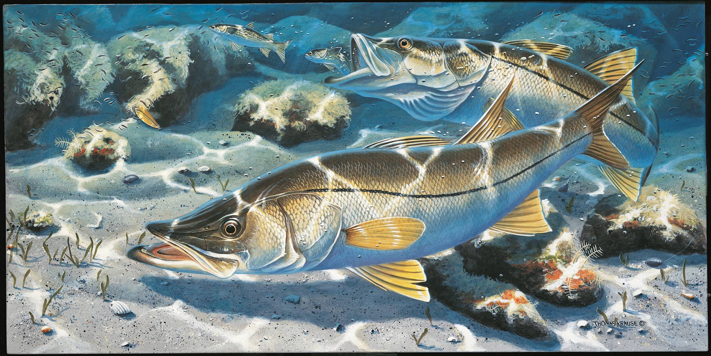 Thomas Krause Limited Edition Fish Prints