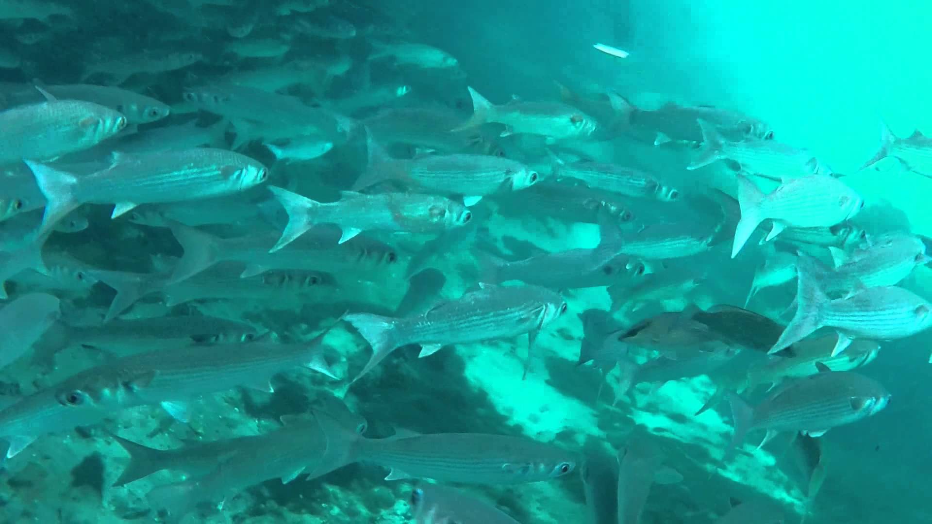 Mullet and Snook - Crystal River Florida - GoPro Hero 3 - YouTube