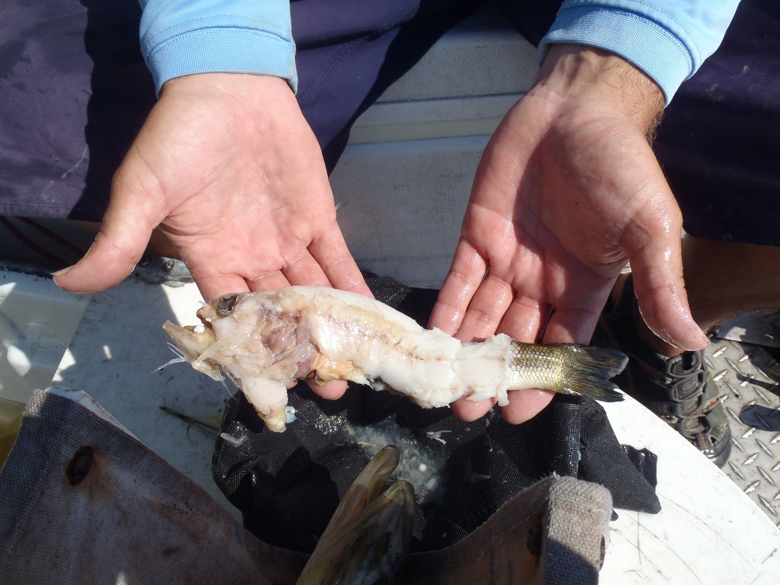 From Reefs to Rivers: Florida's Fisheries Science Blog: Battle of ...