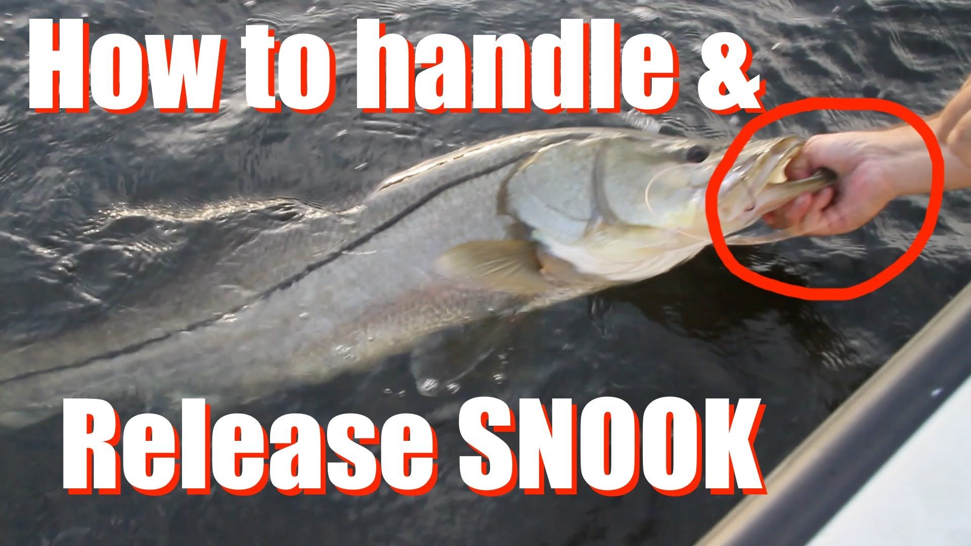How To Handle and Release Snook - YouTube