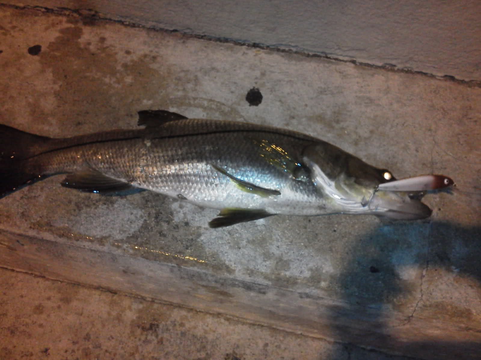 Early Morning Snook - Other Fish Species - Bass Fishing Forums