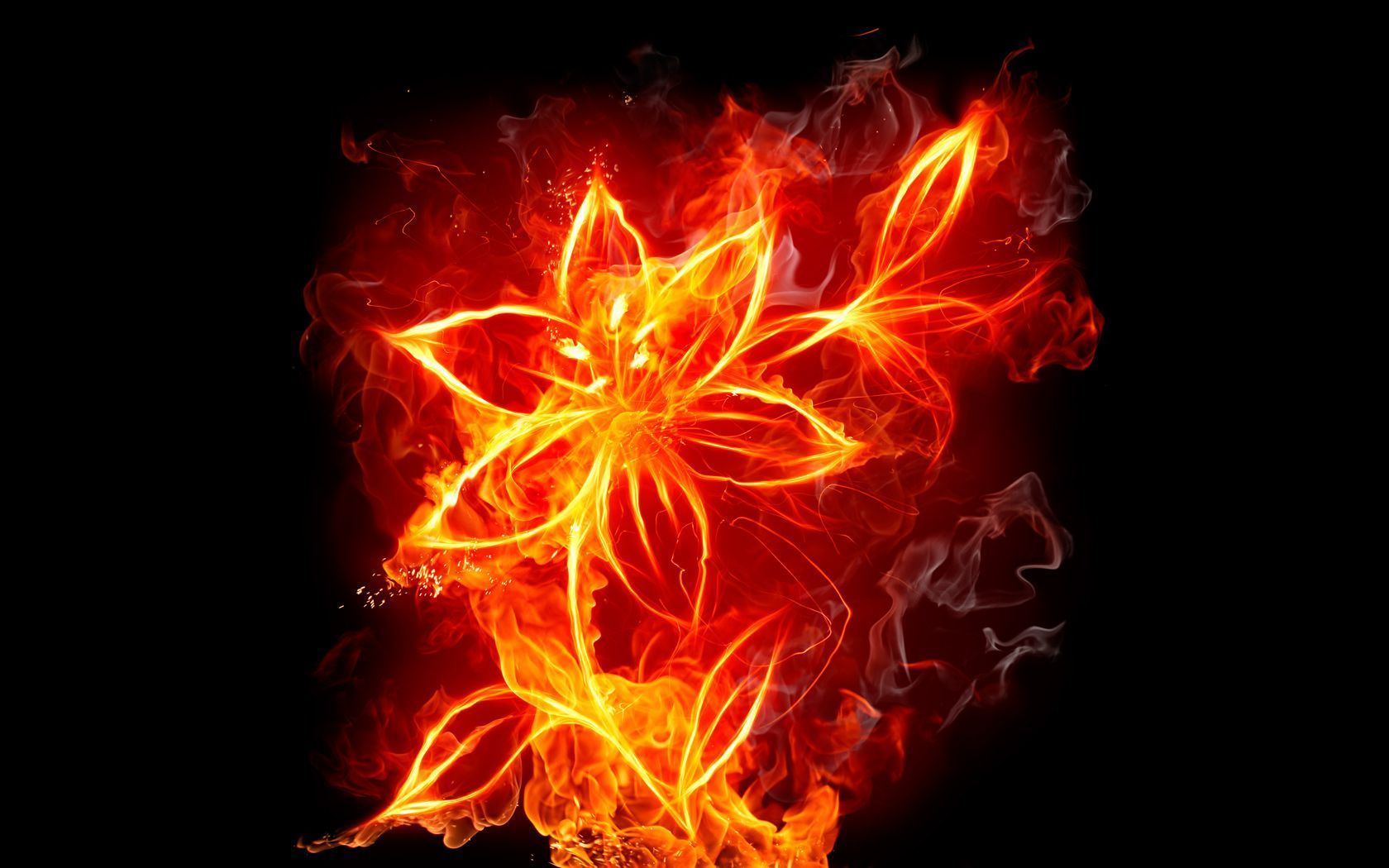 Rose On Fire HD Backgrounds