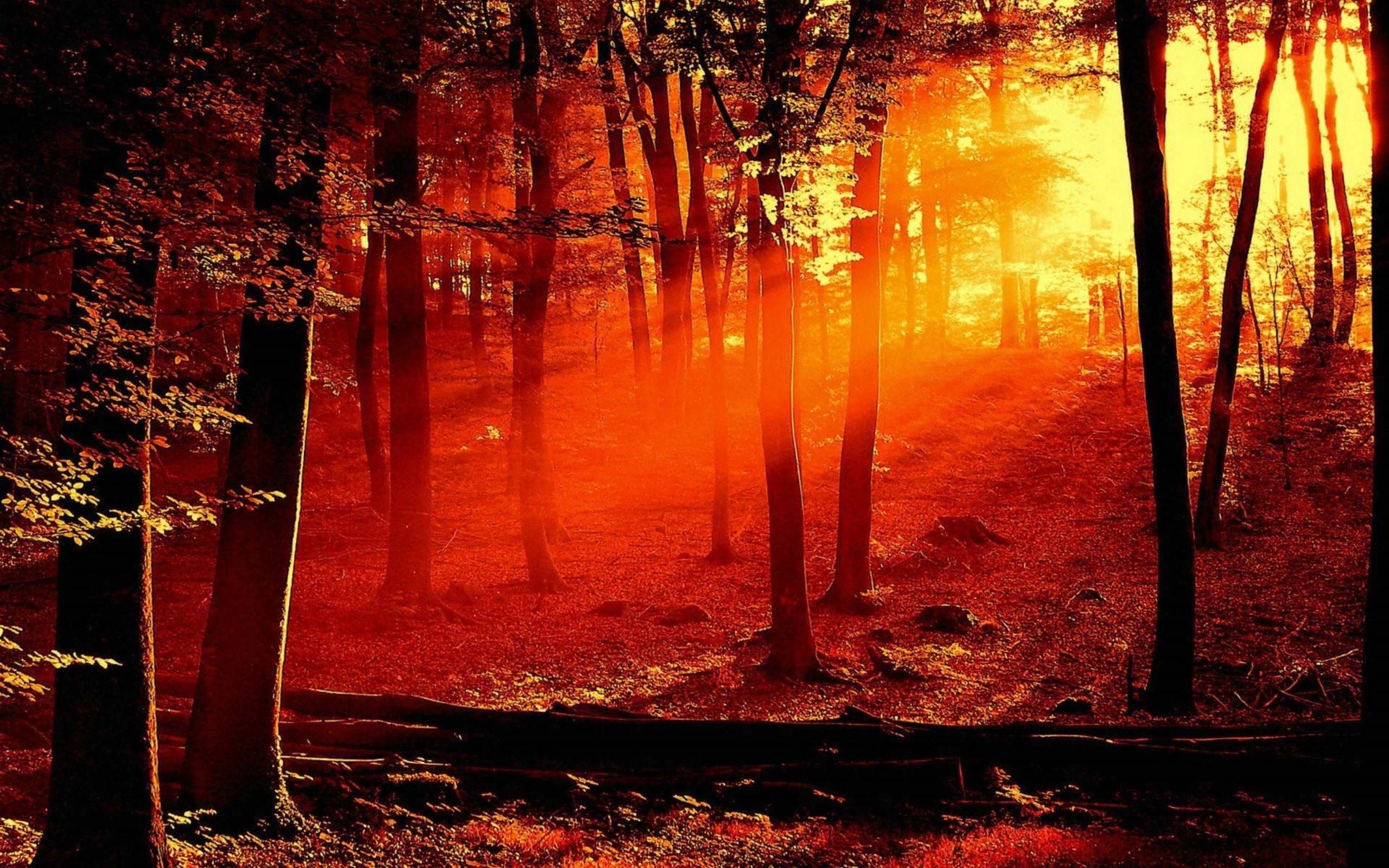 Forest Fire HD Wallpapers - HD Wallpapers Backgrounds of Your Choice