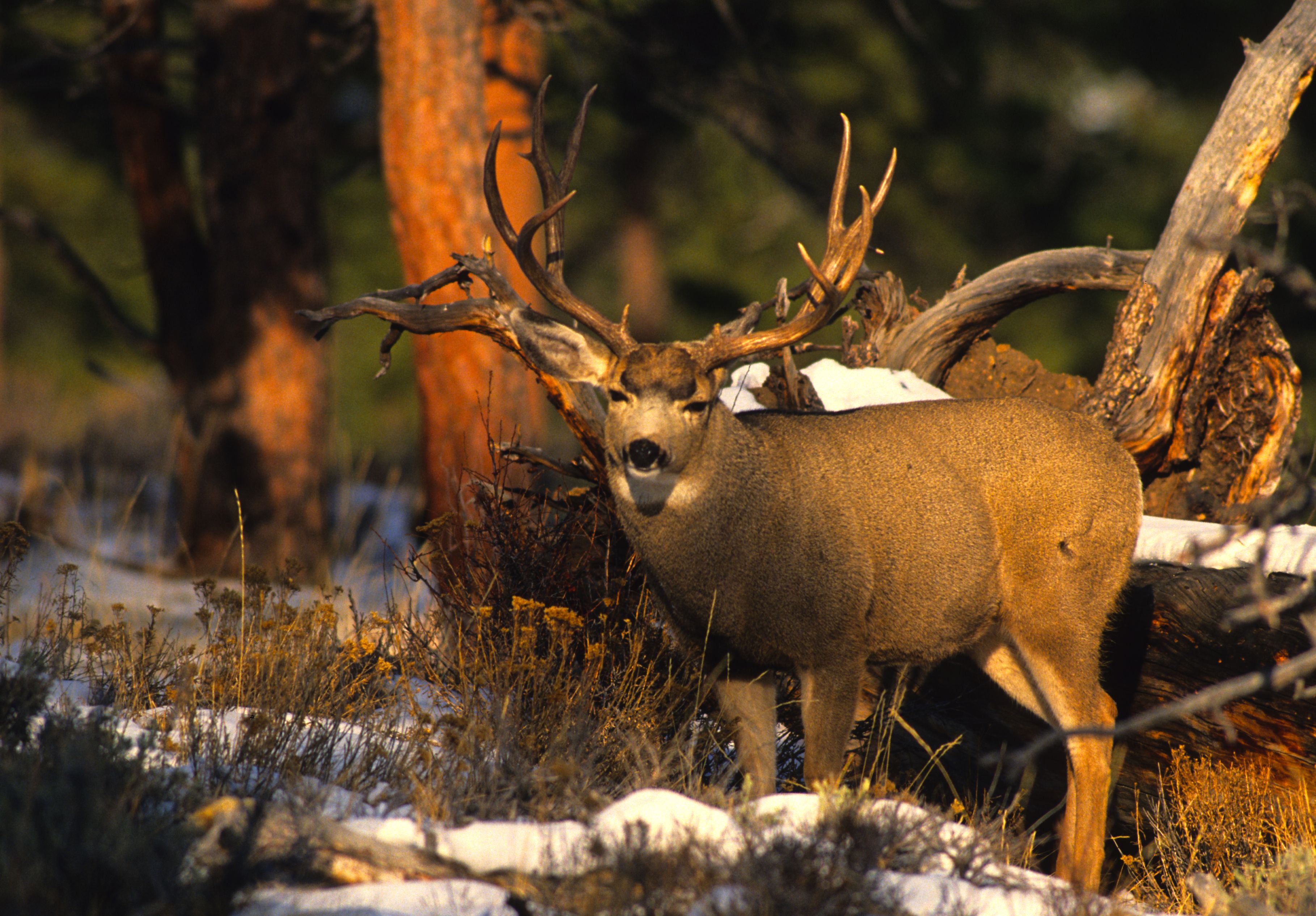 Tailed-Deer-Wallpapers-In-snow.jpg