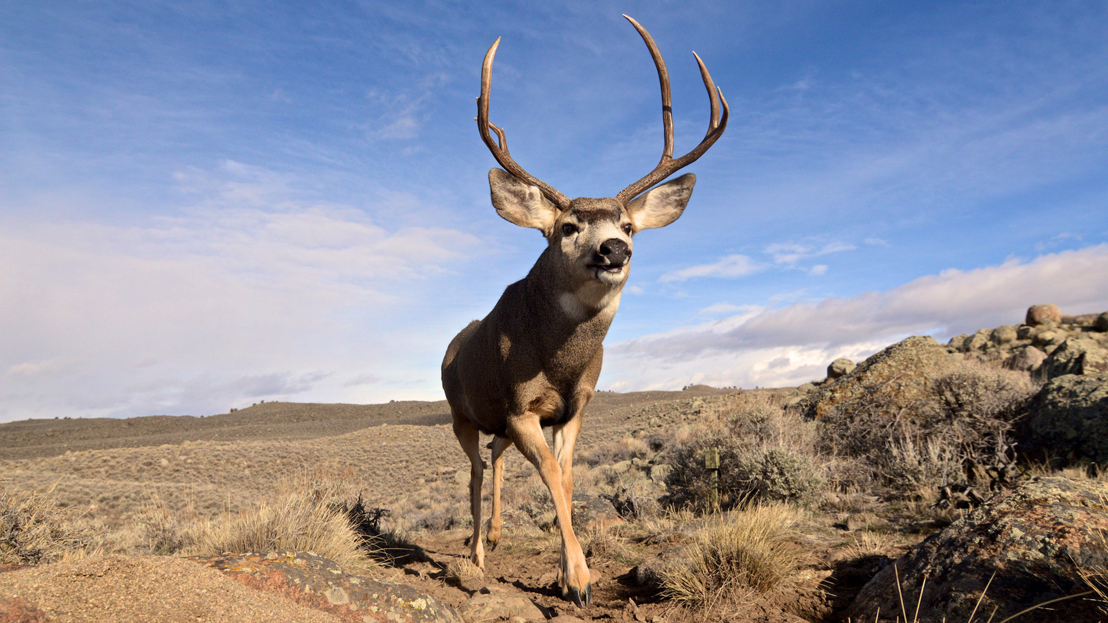Slideshow Ancient Mule Deer Journey Surprises Scientists