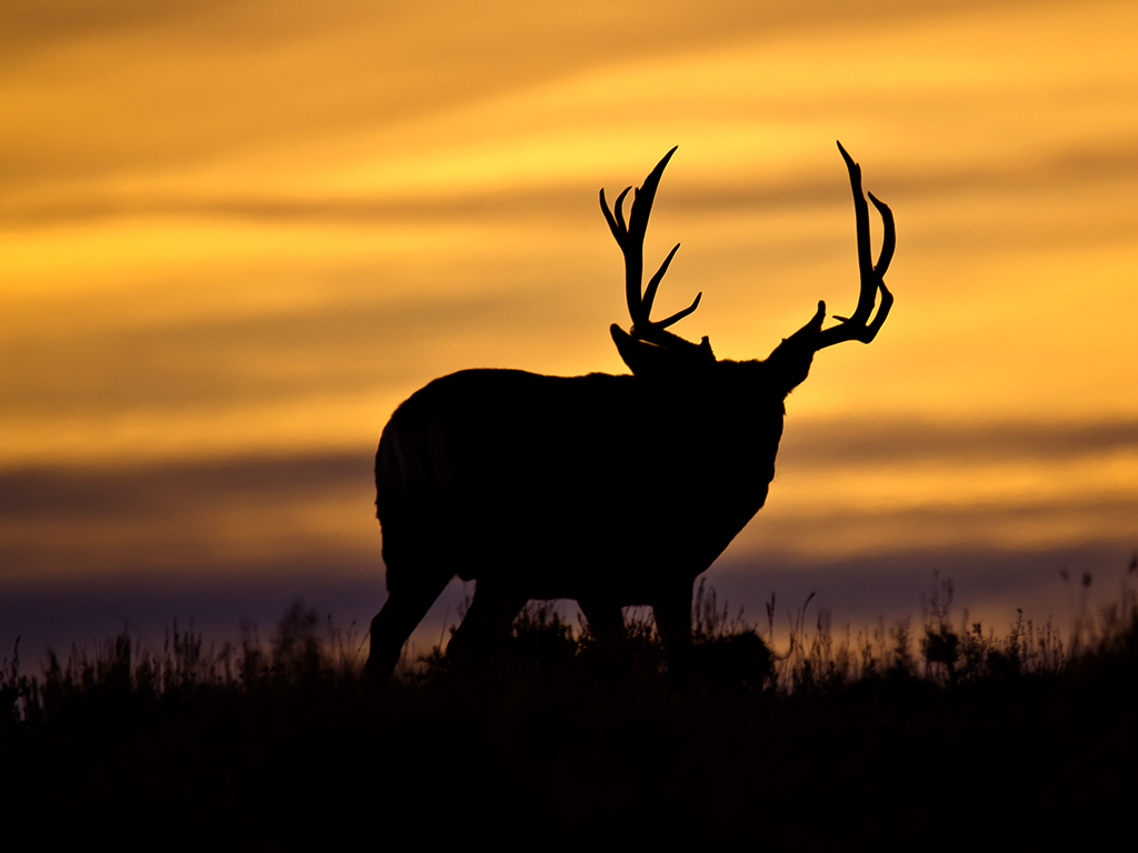 Utah mule deer -- Wildlife in photography-on-the.net forums