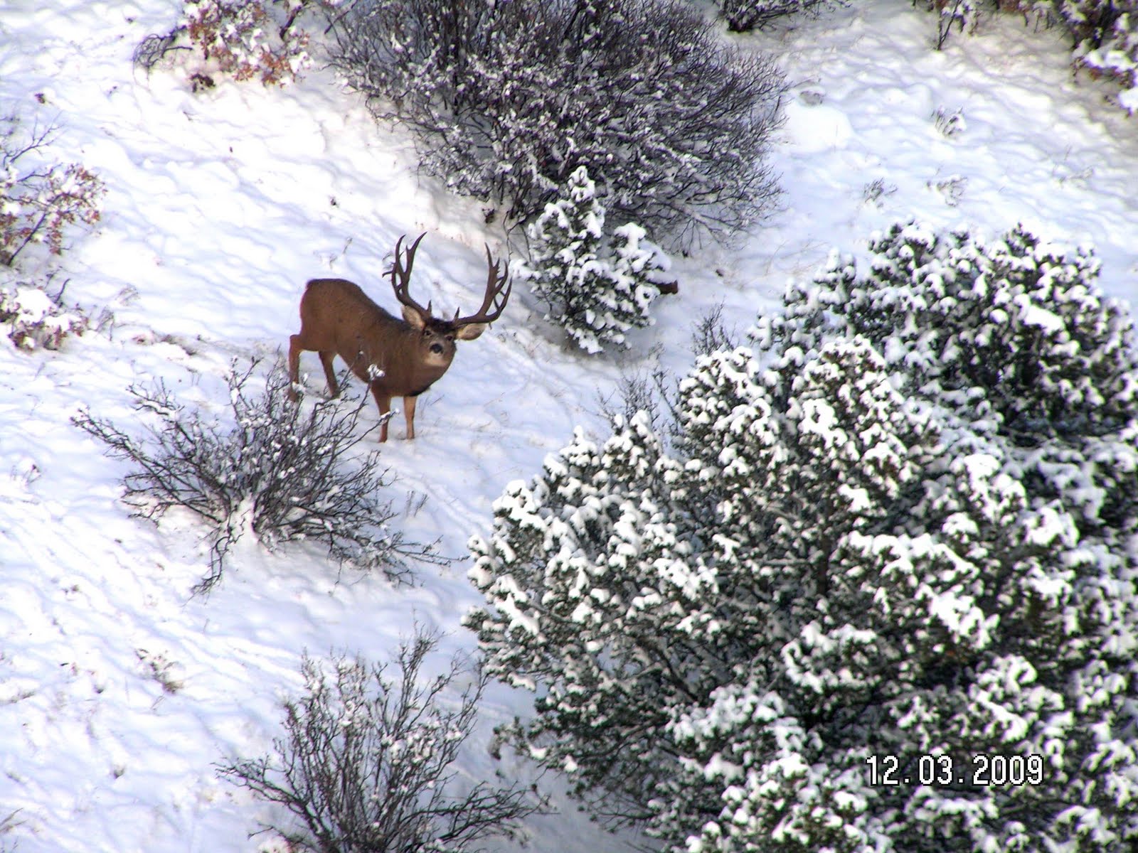 Jay Scott Outdoors 11 X 7 Mule Deer Buck