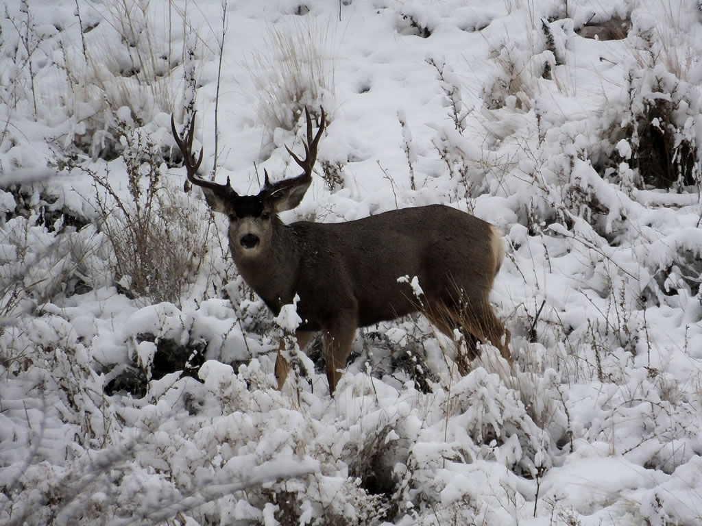 The DIY Hunter - 2013-2014 Mule Deer Photos With My FujiFilm ...