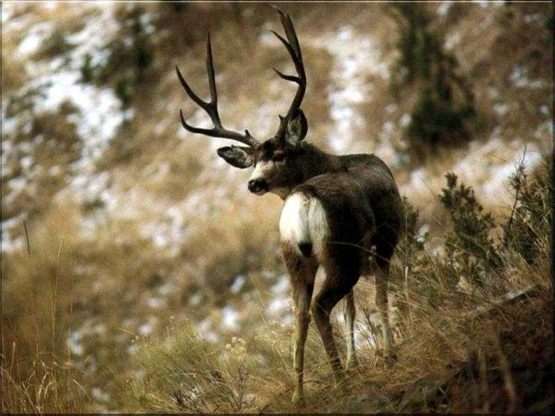 Mule Deer Wallpaper hd images