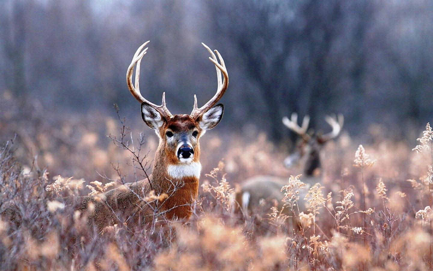 Deer Wallpaper - Android Apps and Tests - AndroidPIT