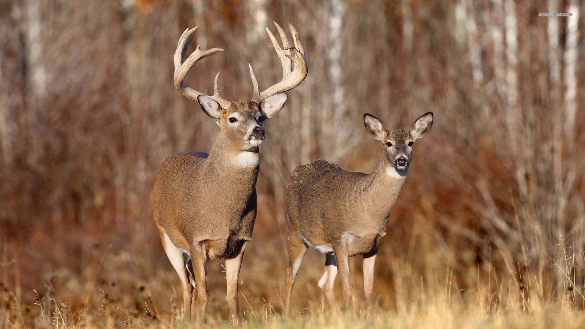 Jestingstock.com Hunting Deer Wallpaper