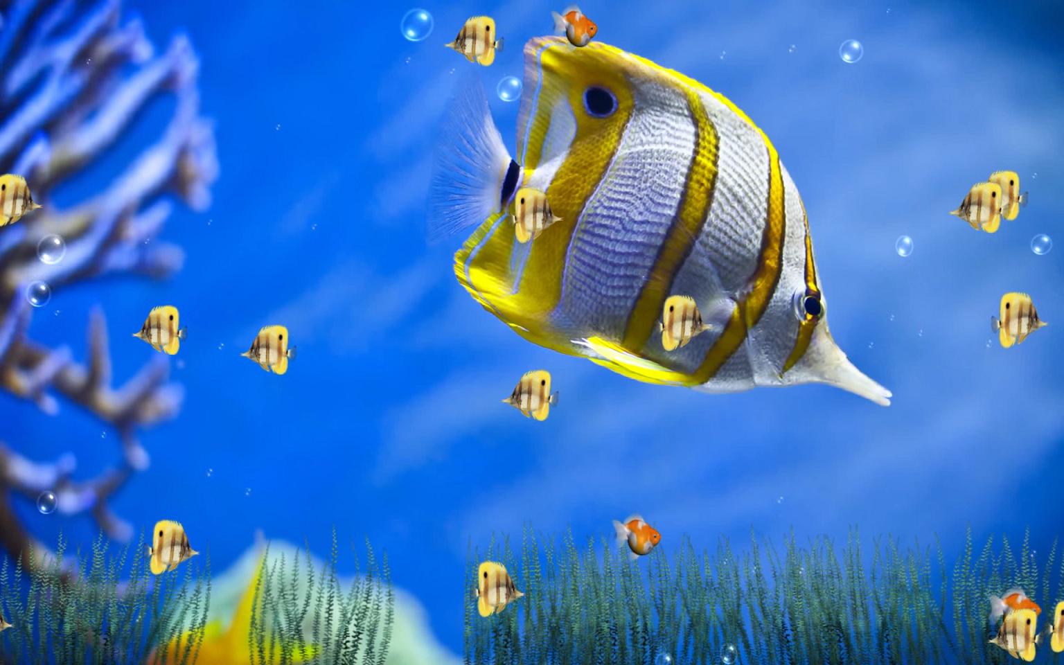 Living Marine Aquarium 2 Animated Wallpaper Walldesk Chivat