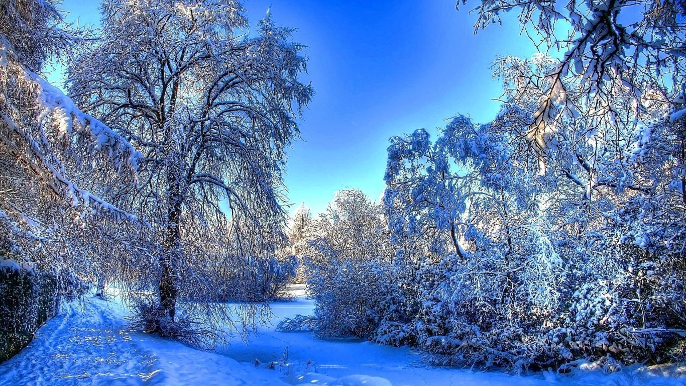 1366x768 Winter snow branches Wallpaper