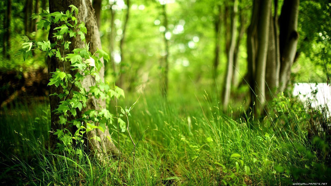 forest wallpaper 1366×768 030 forest wallpapers | Free Photos