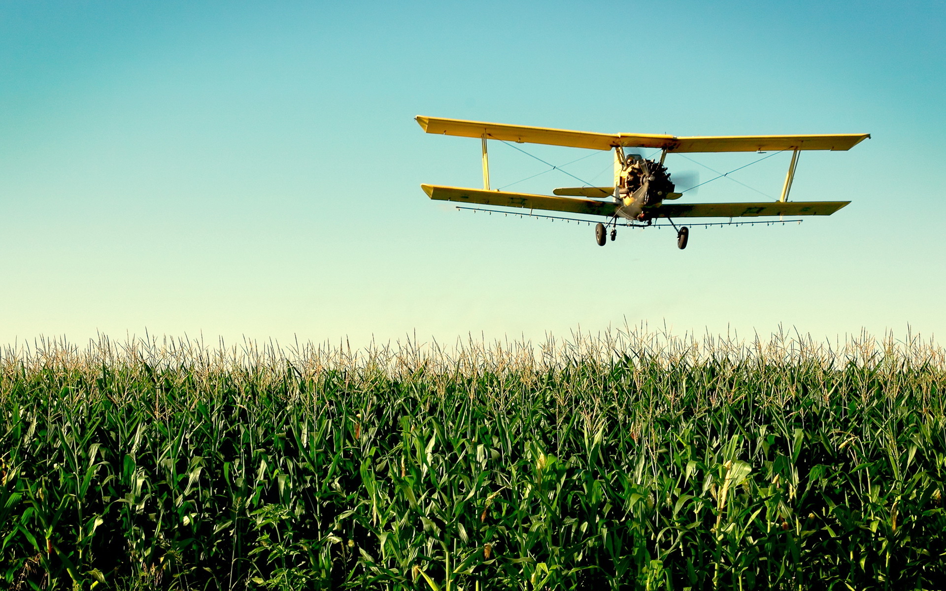 Biplane Cornfield Wallpapers Pictures