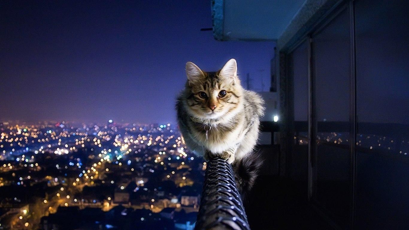 Cat and cityscape wallpaper 1366x768 - - High Quality and other