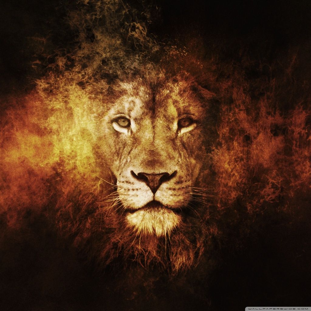 Lion HD desktop wallpaper : High Definition : Fullscreen : Mobile