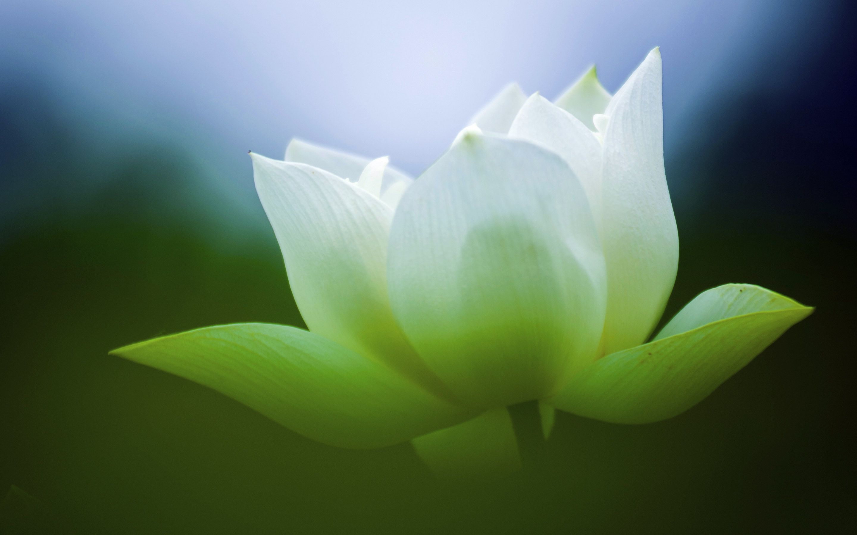 Lotus Windows 8 Theme and Background | All for Windows 10 Free