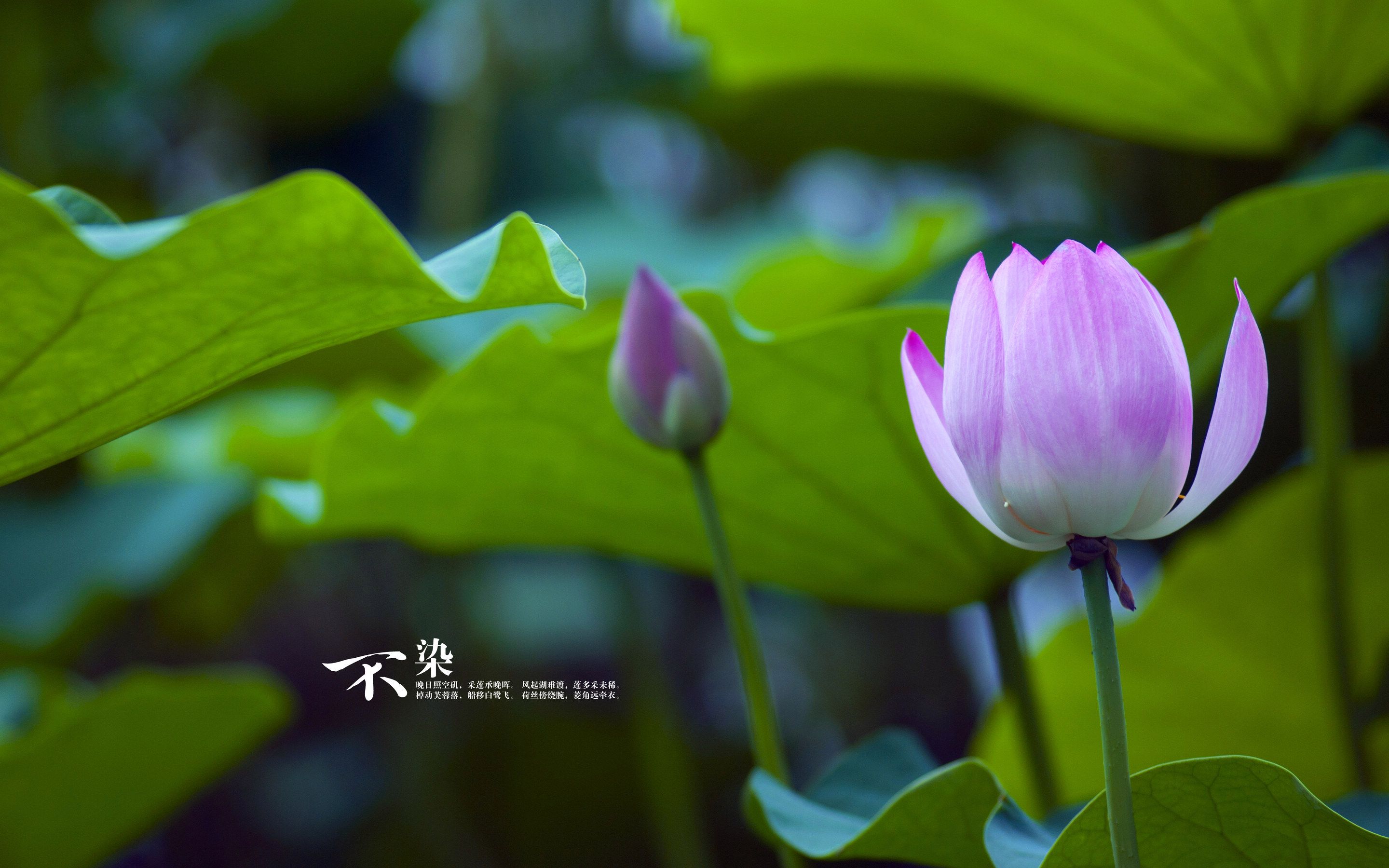 Lotus Windows 8 Theme and Background All for Windows 10 Free